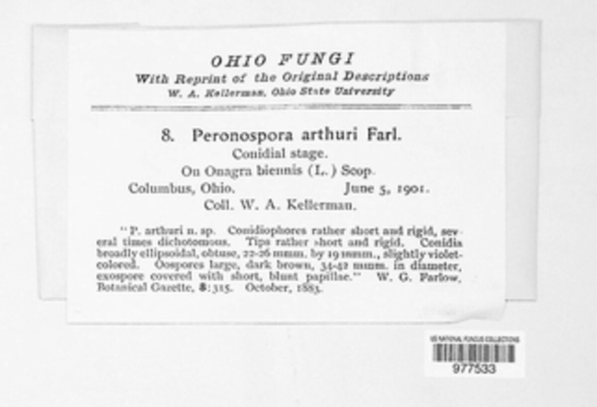 Peronospora arthurii image